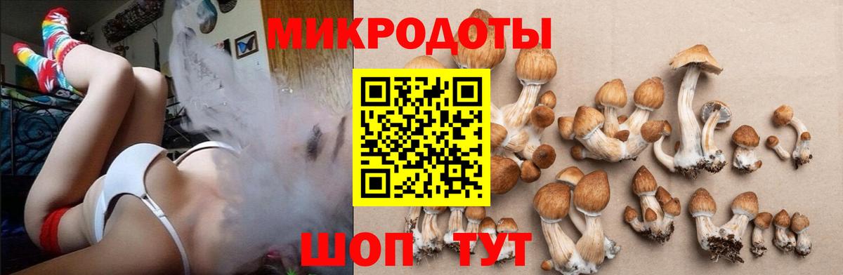 Псилоцибиновые грибы Cubensis Магнитогорск